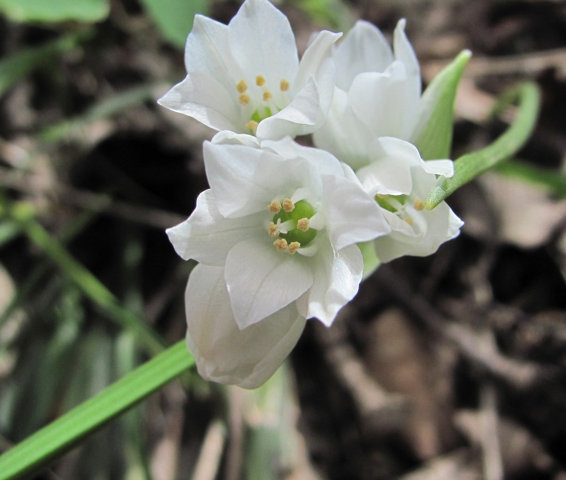 Изображение особи Allium paradoxum.