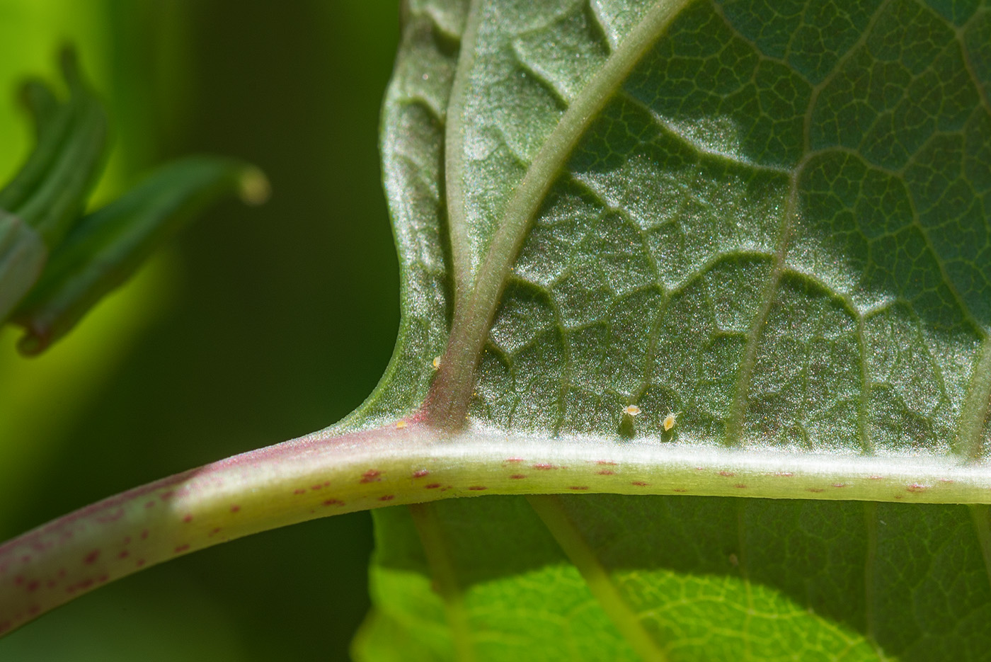 Image of Reynoutria japonica specimen.