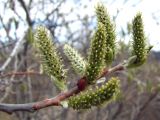 Salix abscondita. Верхушка побега с женскими соцветиями. Магаданская обл., окр. г. Магадан, сопка вблизи города, сообщество ив вдоль ручья. 20.05.2019.