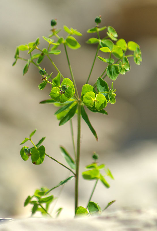 Изображение особи Euphorbia borealis.