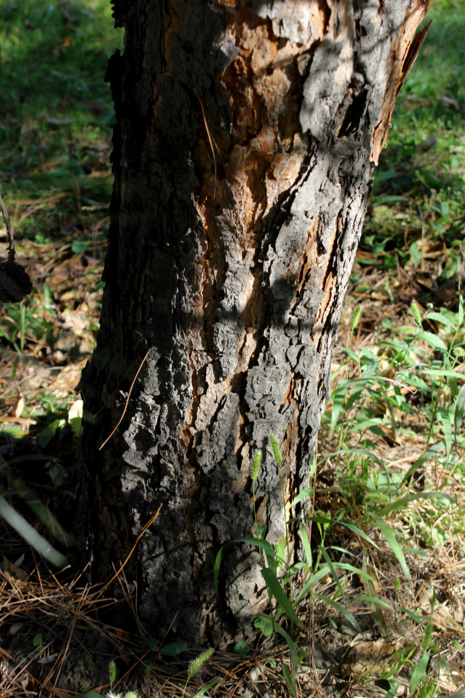 Изображение особи Pinus tabuliformis.