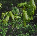 Quercus robur