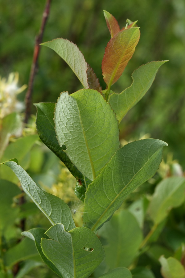 Изображение особи Salix starkeana.