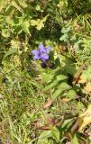 Gentiana fischeri