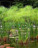 Cyperus papyrus. Вегетирующие растения в искусственном водоёме. Германия, земля Северный Рейн-Вестфалия, г. Дортмунд, Westfalenpark. Июль.
