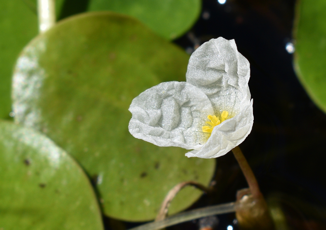 Изображение особи Hydrocharis morsus-ranae.