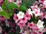 Weigela floribunda. Цветки и листья. Краснодарский край, м/о Анапа, пос. Витязево, ул. Знойная, на клумбе около отеля. 30.05.2021.