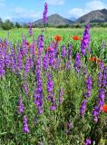 Delphinium hispanicum