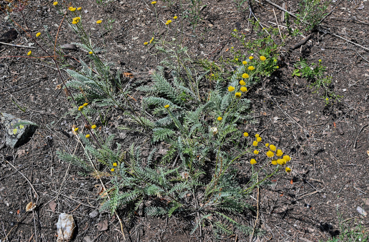 Изображение особи Tanacetum millefolium.