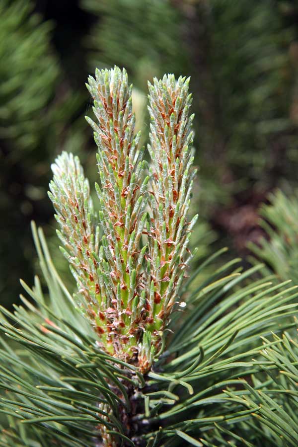 Изображение особи Pinus mugo.