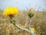 Centaurea solstitialis. Верхушки побегов с распустившимся и нераспустившимся (справа) соцветиями. Крым, Ленинский р-н, вост. окр. с. Каменское, Керченский п-ов, Ак-Монайская степь, сорничает. 30.06.2011.