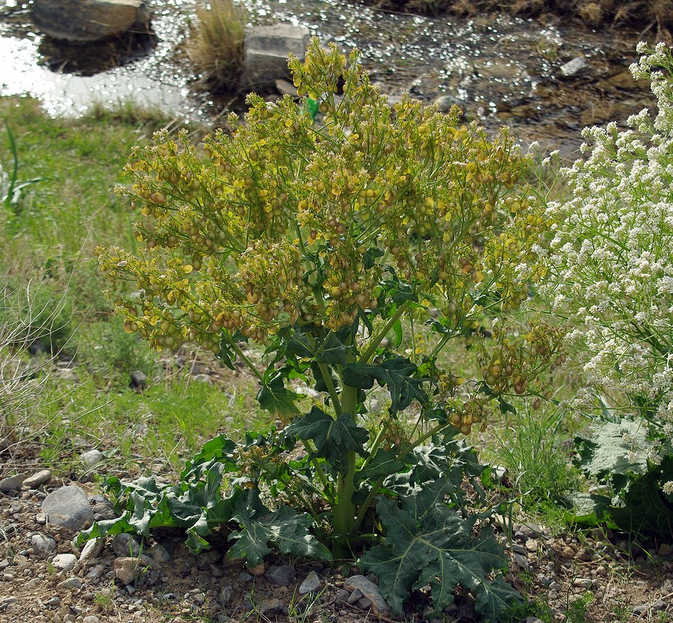 Изображение особи Megacarpaea orbiculata.
