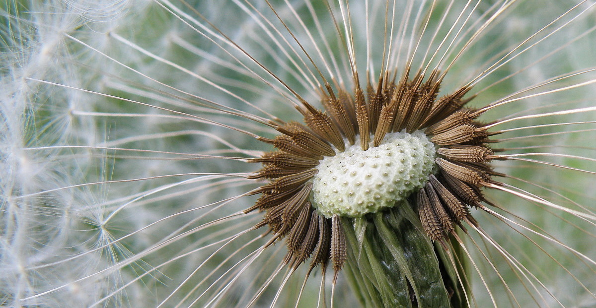 Изображение особи род Taraxacum.