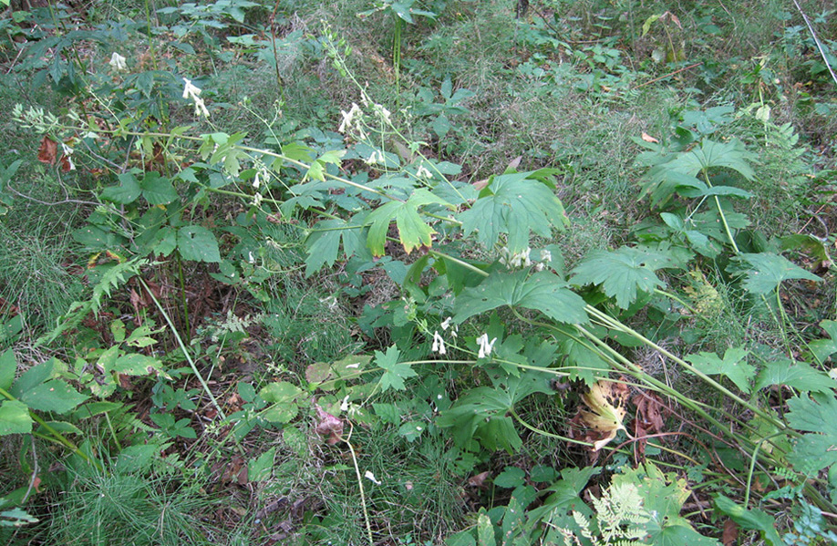 Изображение особи Aconitum lasiostomum.