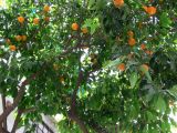 Citrus maxima. Ветви с плодами. Испания, автономное сообщество Андалусия, провинция Кордова, г. Кордова. 13.07.2012.