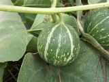 Cucurbita foetidissima