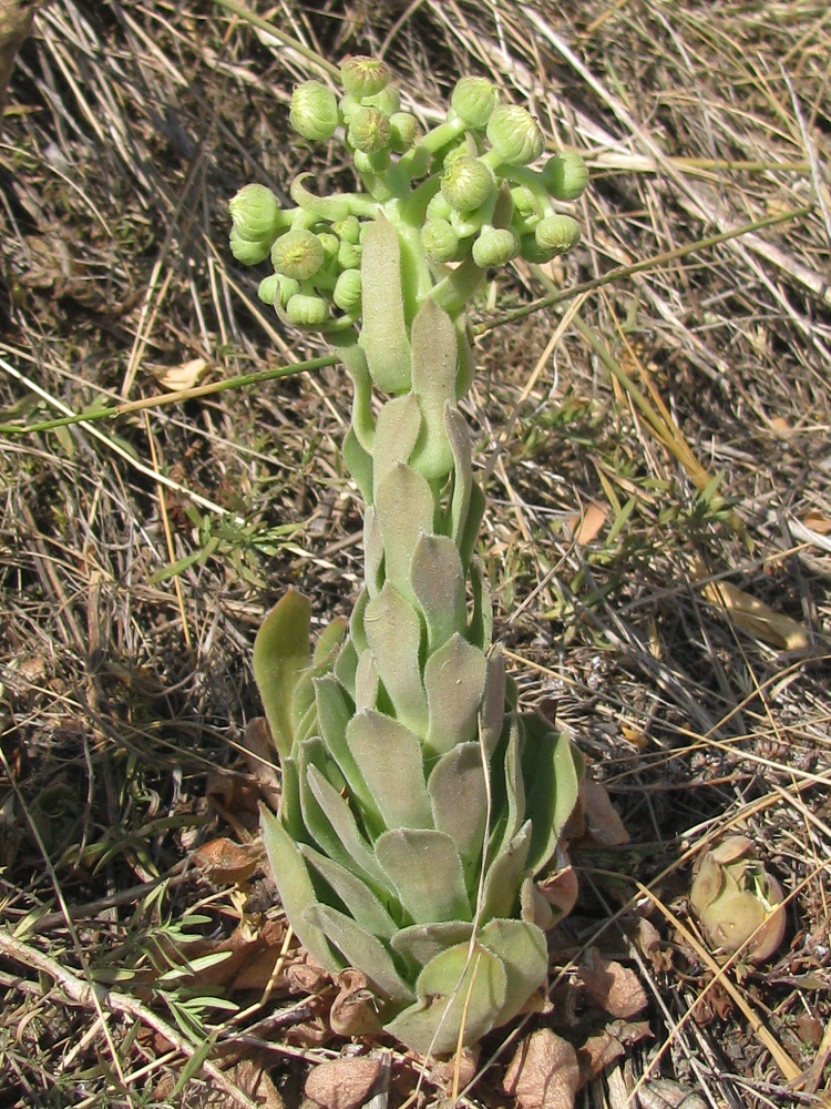 Image of Sempervivum ruthenicum specimen.