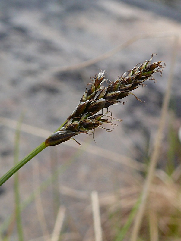 Изображение особи Carex glareosa.