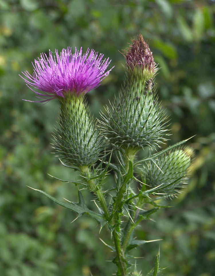 Изображение особи Cirsium vulgare.