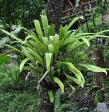 Microsorum punctatum. Взрослое растение на стволе дерева. Таиланд, национальный парк Си Пханг-нга. 19.06.2013.