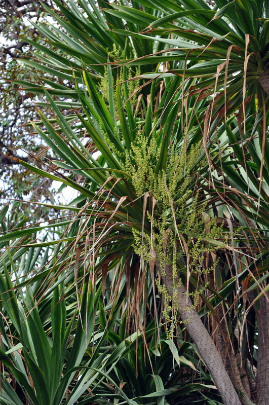 Image of Dracaena arborea specimen.