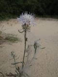 Centaurea konkae