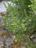 Galium brachyphyllum