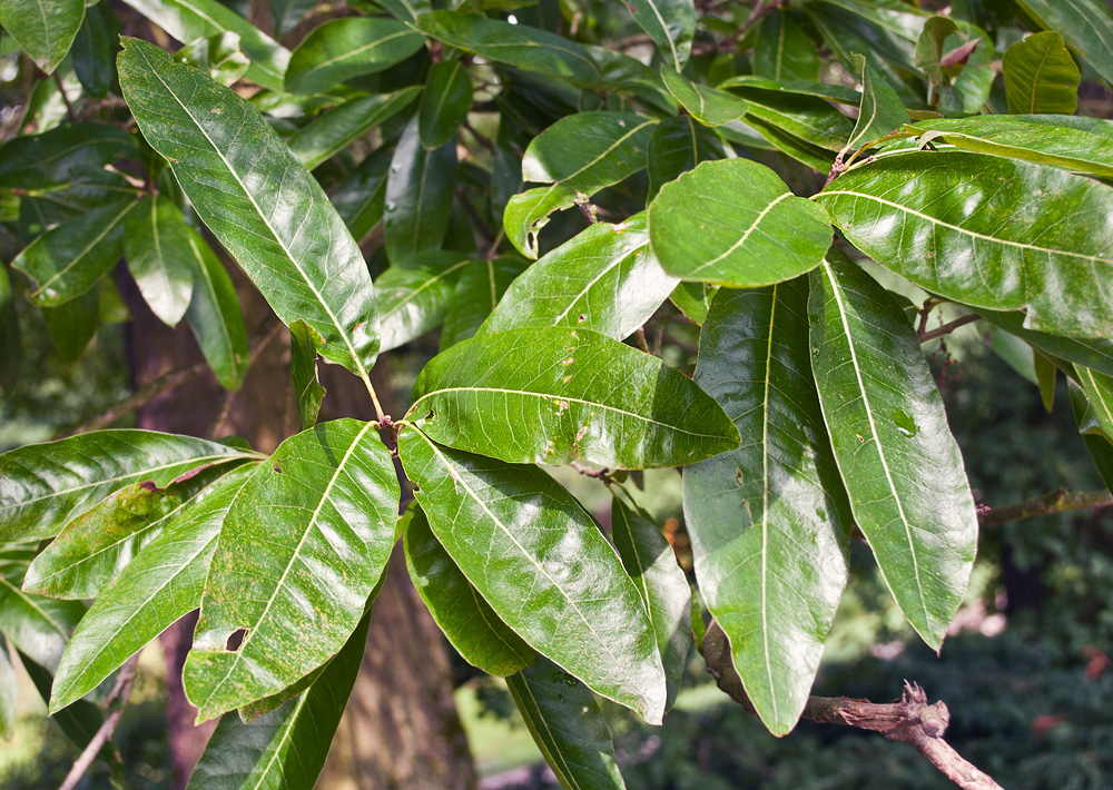 Изображение особи Quercus imbricaria.