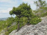 Pinus friesiana. Стланиковая форма у верхней границы леса. Мурманская область, Североморский район. Июнь 2008 г.