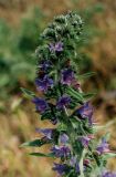 Echium vulgare. Верхушка цветущего растения. Петергоф, на сухом газоне. Начало июня.