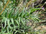 Oxytropis coerulea