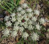 Schrenkia involucrata. Соцветие (вид сверху). Казахстан, Южно-Казахстанская обл., Сырдарья-Туркестанский государственный региональный природный парк, Боралдайский филиал. 02.05.2015.