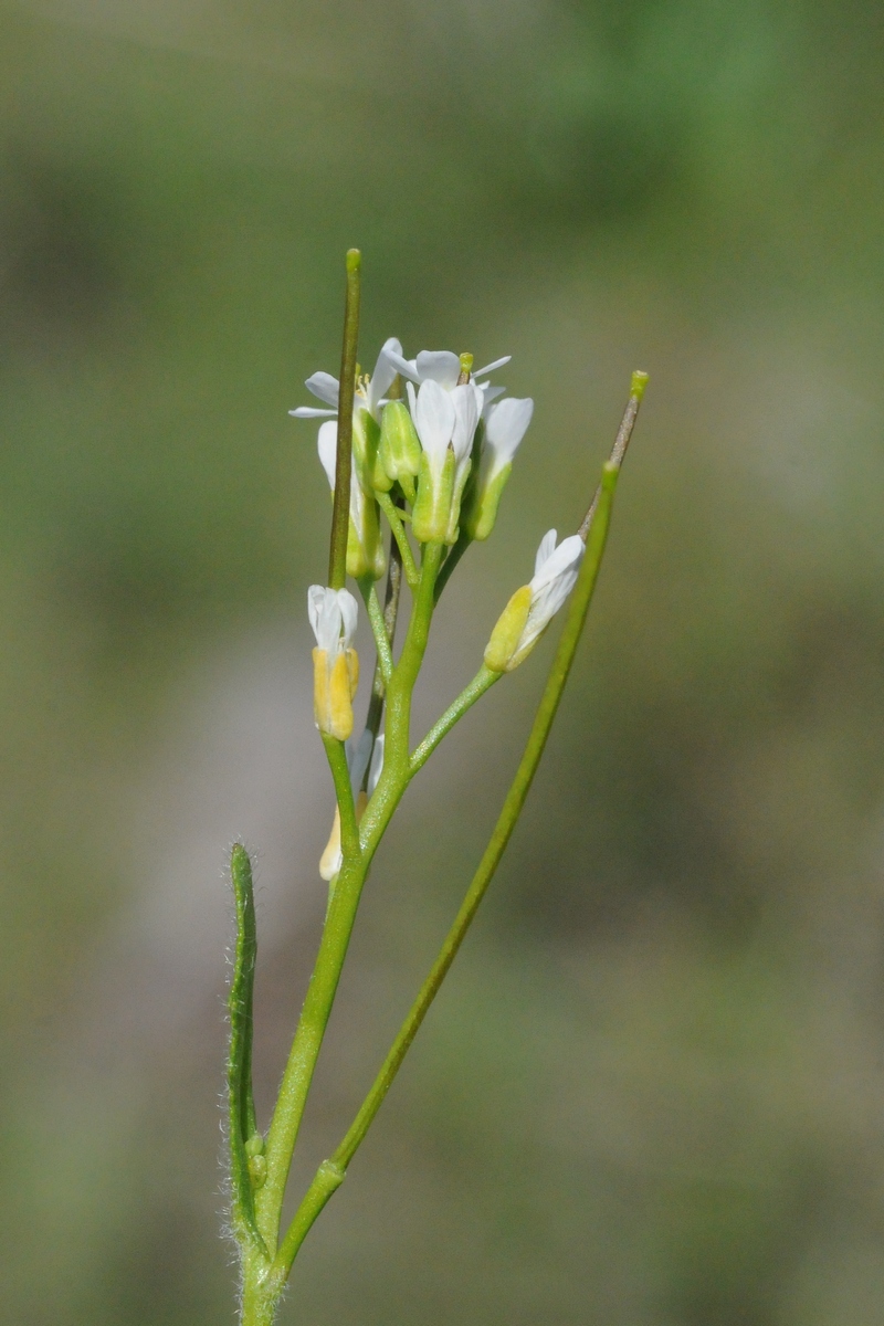 Изображение особи Arabis auriculata.