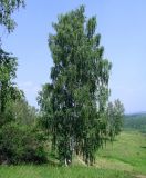 Betula pendula