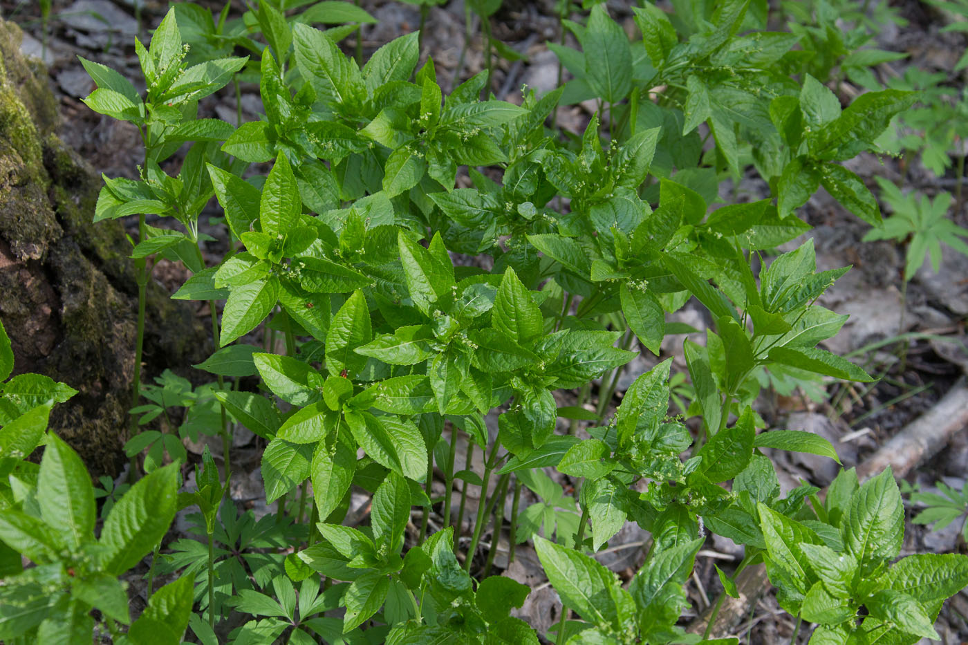 Изображение особи Mercurialis perennis.