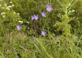 Campanula altaica