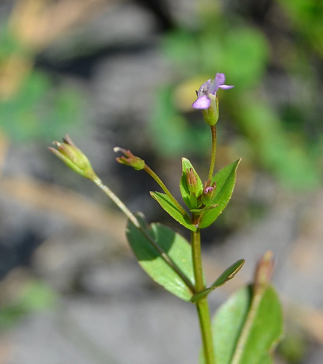 Изображение особи Lindernia procumbens.