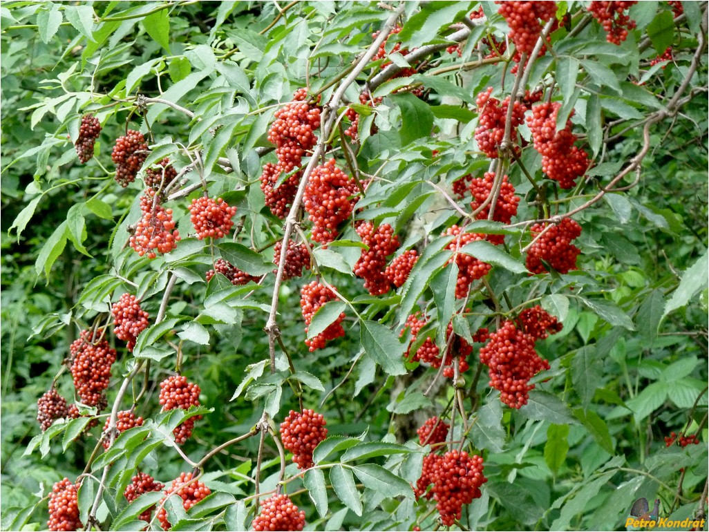 Изображение особи Sambucus racemosa.