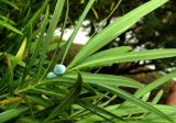 Podocarpus macrophyllus. Верхушка ветви с фруктификацией: семенем на толстой ножке. Краснодарский край, Сочи, Дендрарий. 23.09.2016.