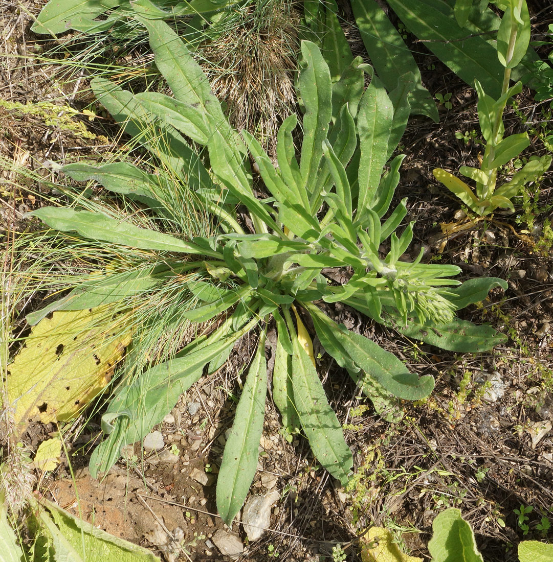 Изображение особи Echium vulgare.