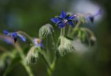 Borago officinalis. Верхушка соцветия. Ярославская обл., Рыбинский р-н, с. Каменники, садовый участок, в культуре. 19.08.2016.