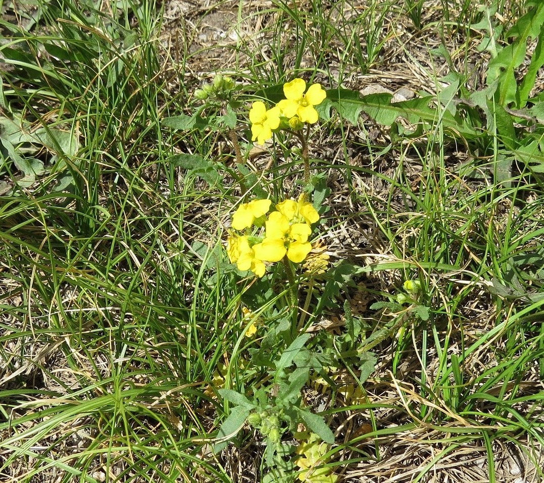 Изображение особи Chorispora sibirica.