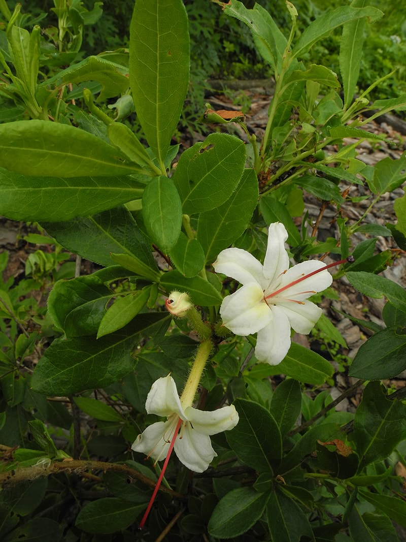 Изображение особи Rhododendron viscosum.