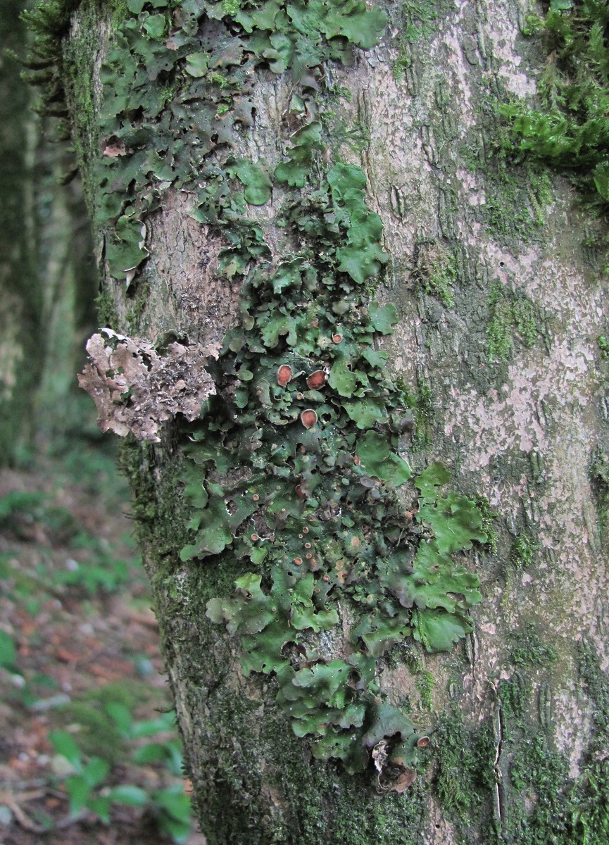 Image of Lobaria virens specimen.