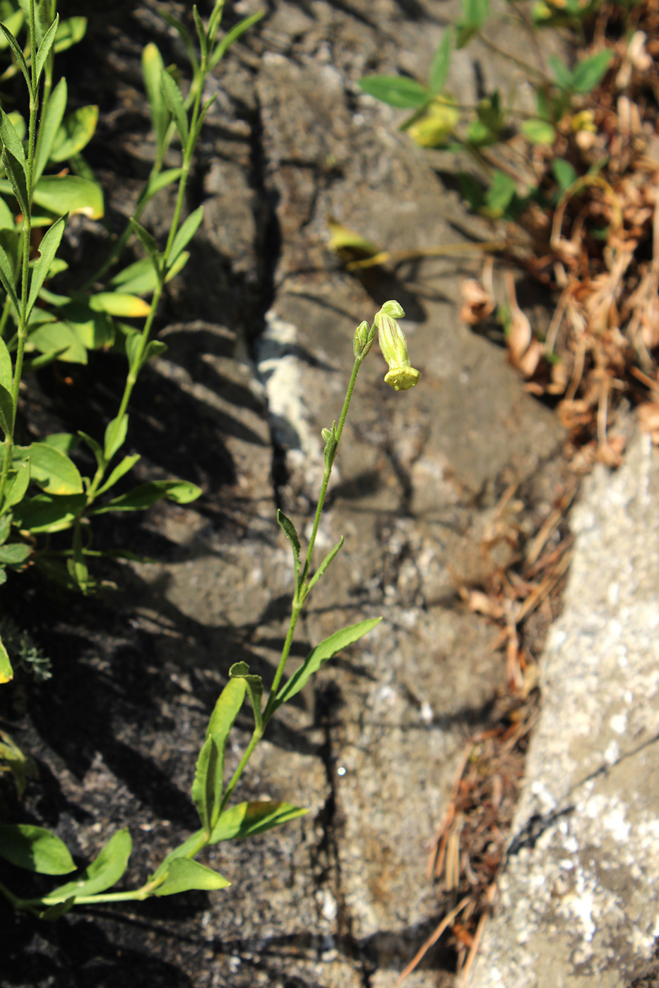 Изображение особи Silene kubanensis.