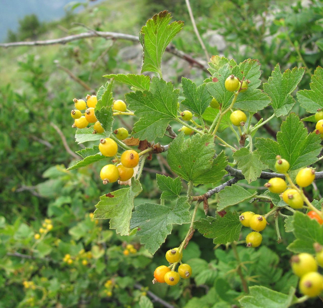 Image of Ribes orientale specimen.