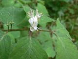 Lonicera xylosteum. Верхушка побега с соцветием. Свердловская обл., окр. г. Североуральск, сосново-еловый лес. 25.06.2017.