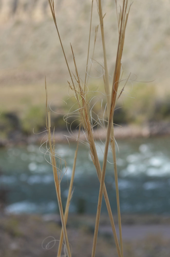 Изображение особи Stipa capillata.