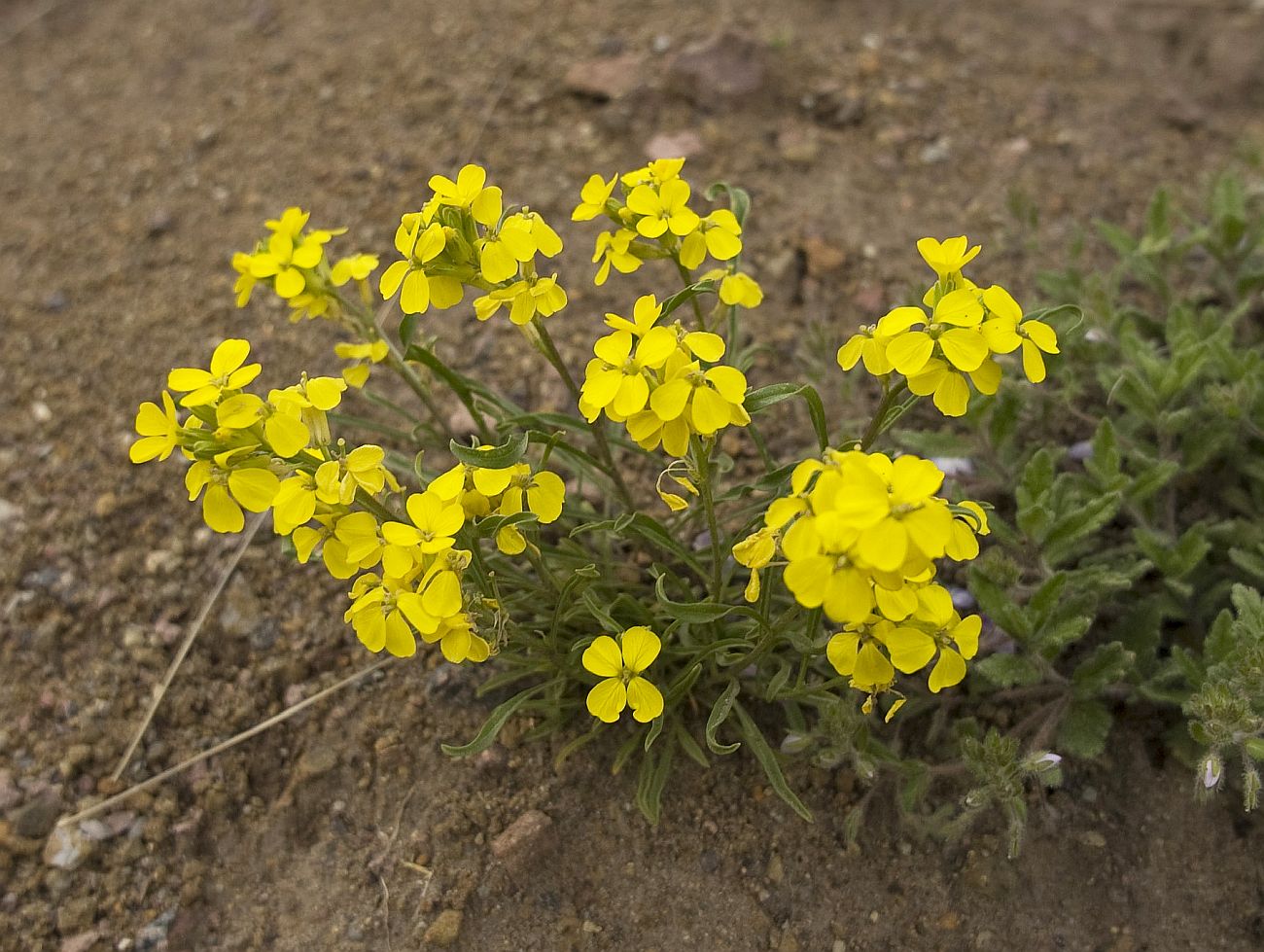 Изображение особи Erysimum substrigosum.