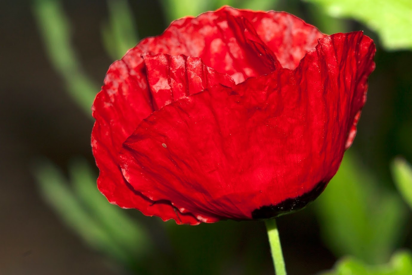 Изображение особи Papaver umbonatum.